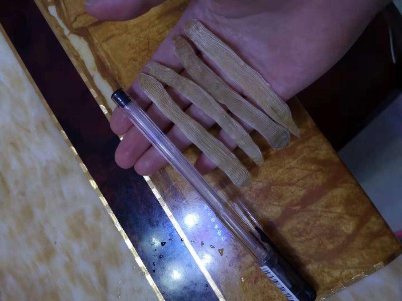 北海沙虫