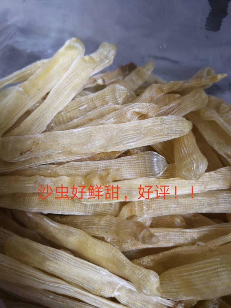 北海沙虫
