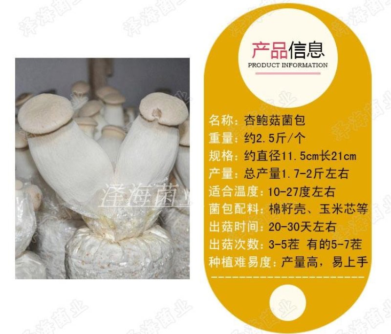 杏鲍菇菌包菌袋出菇袋家庭阳台厂房大棚内养殖