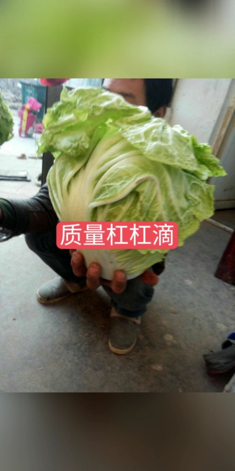 秦白二号，东京，绿包头圆颗大量走过