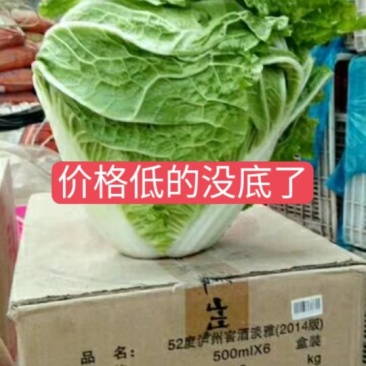 秦白二号，东京，绿包头圆颗大量走过