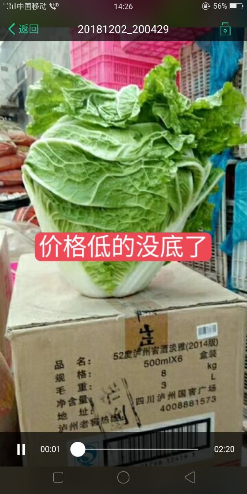 秦白二号，东京，绿包头圆颗大量走过