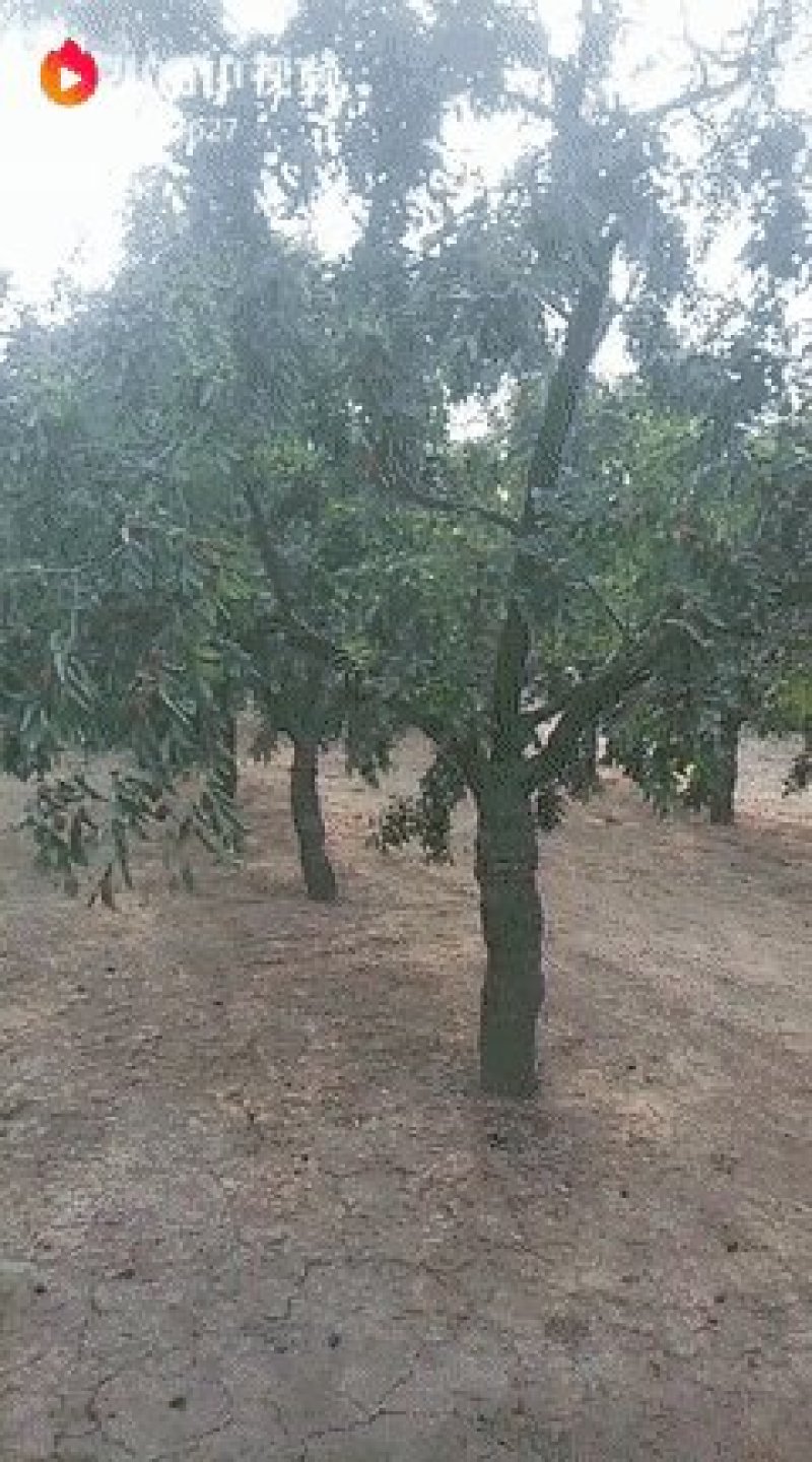金丝小枣混级散装皮薄个大肉厚色泽光亮