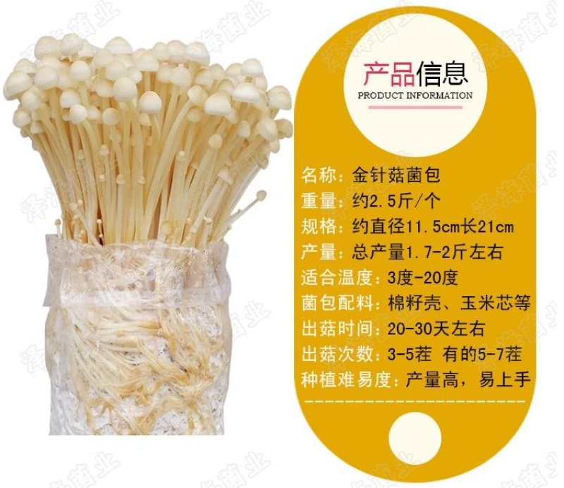 金针菇黄色品种出菇棒出菇包菌包