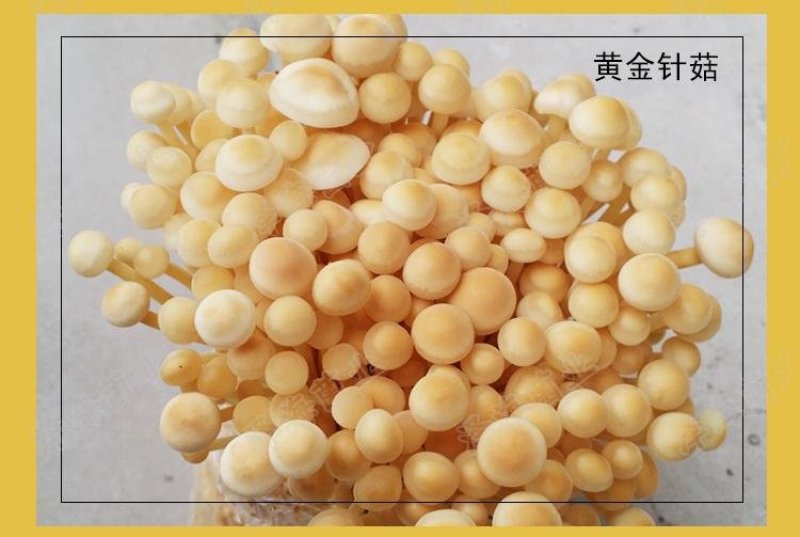 金针菇黄色品种出菇棒出菇包菌包
