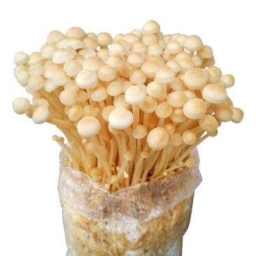 金针菇黄色品种出菇棒出菇包菌包