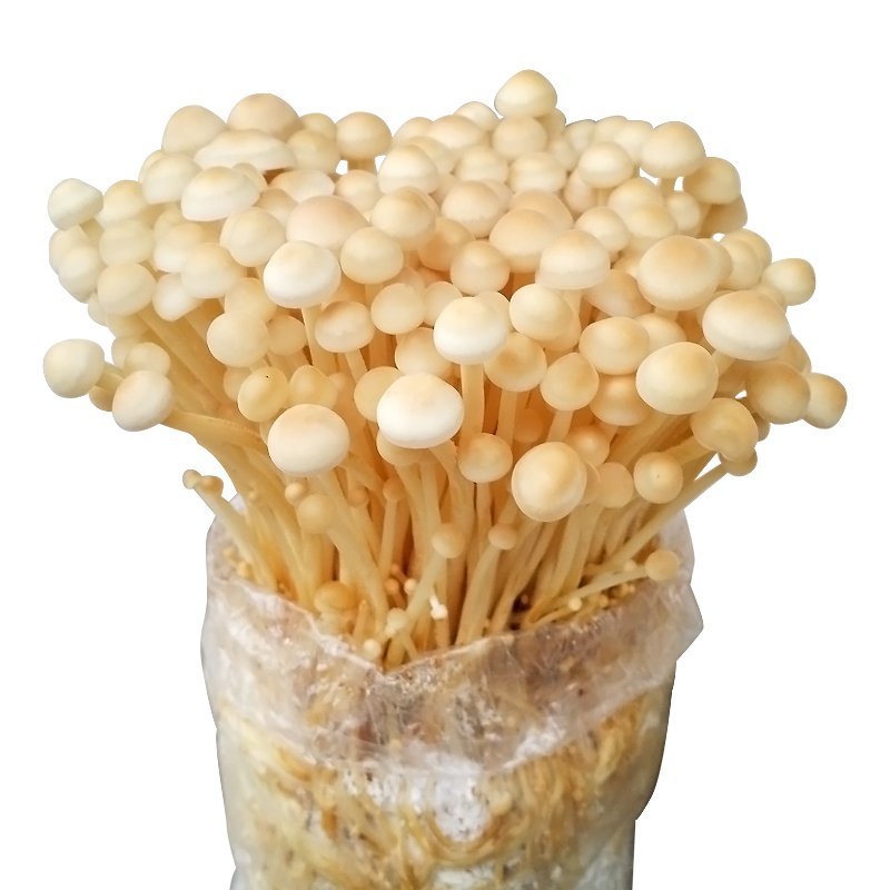 金针菇黄色品种出菇棒出菇包菌包