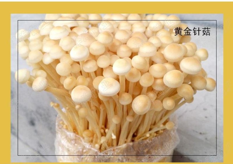 金针菇黄色品种出菇棒出菇包菌包