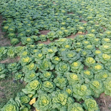 菊花心，8两到2斤
