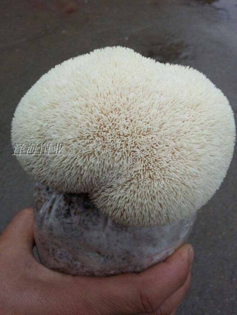 猴头菇菌包菌棒出菇棒
