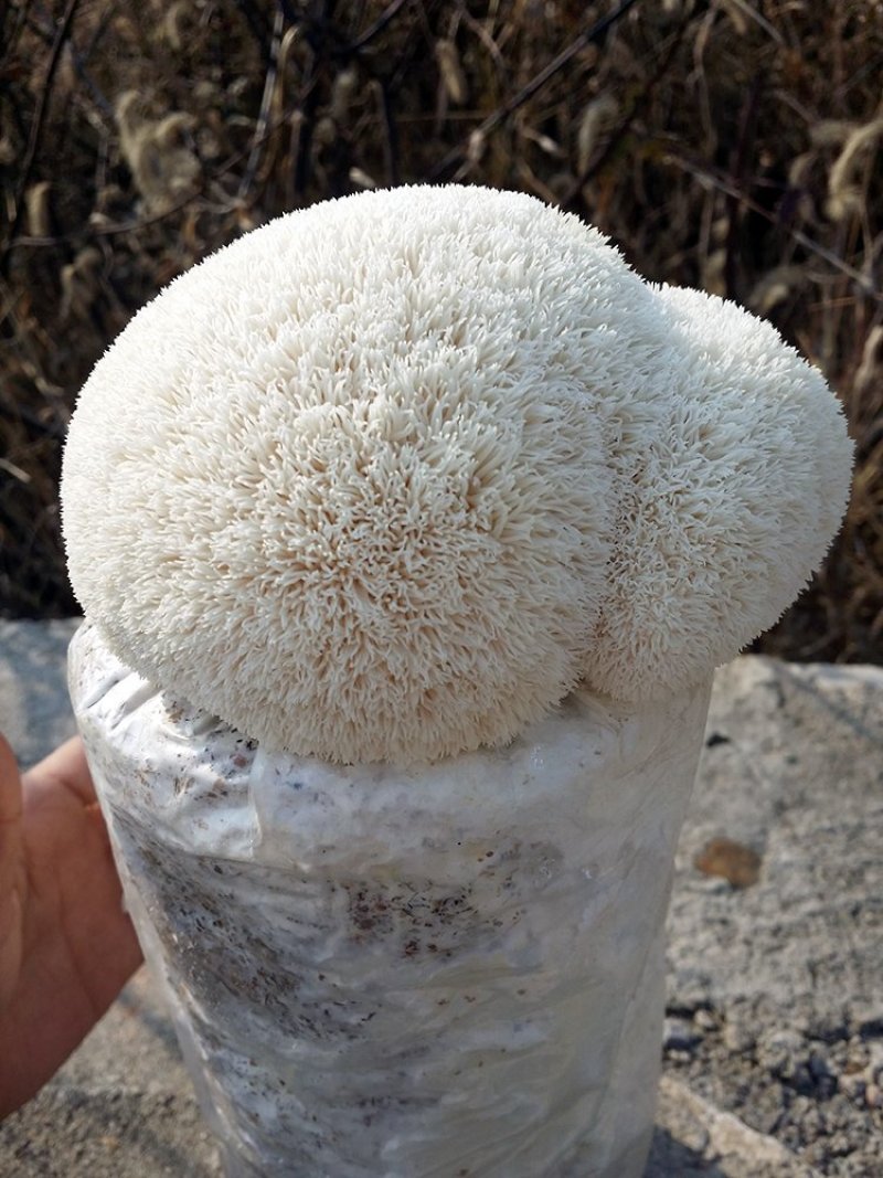 猴头菇菌包菌棒出菇棒
