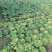 菊花心，8两到2斤重