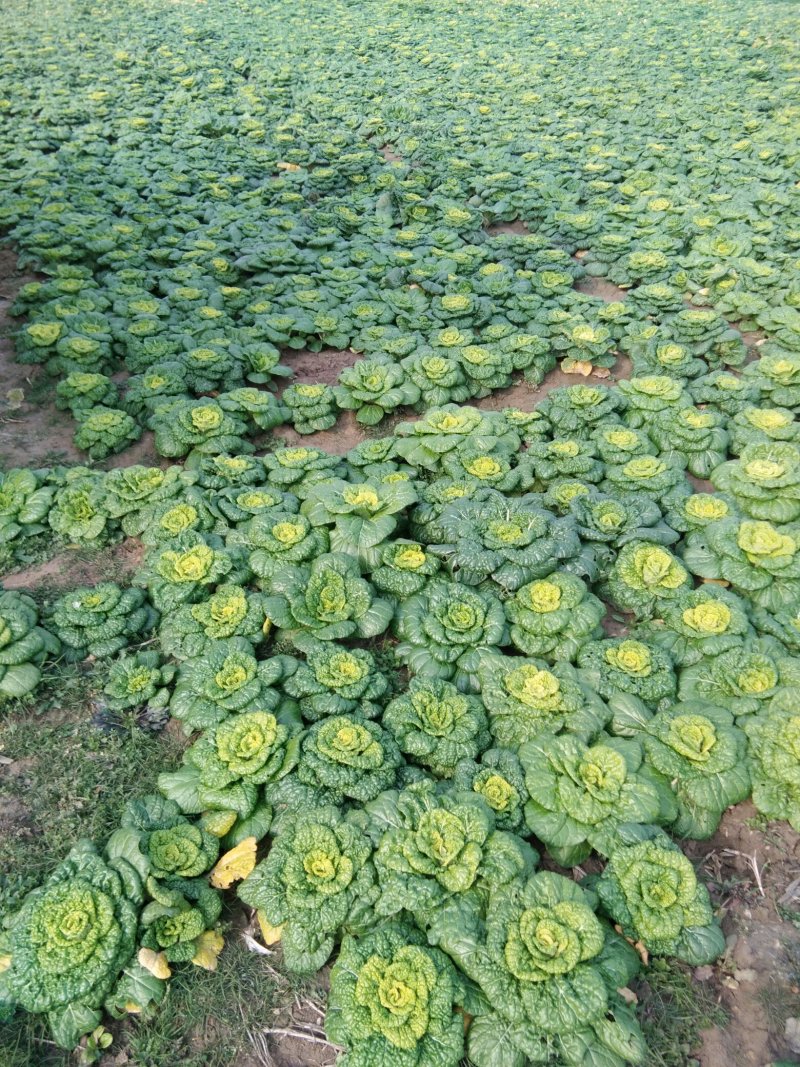 菊花心，8两到2斤重