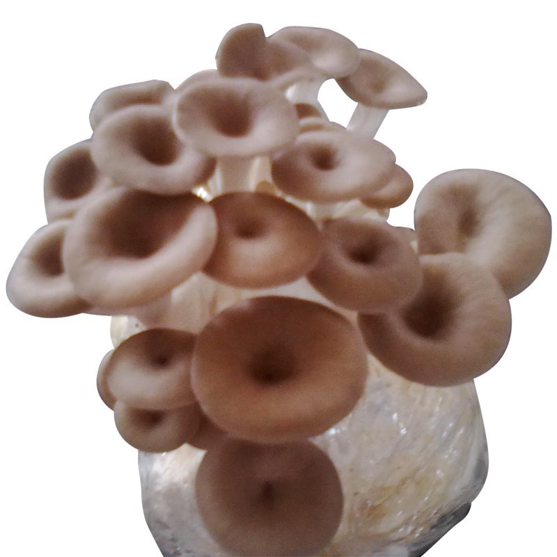 茶树菇菌包菌棒出菇棒