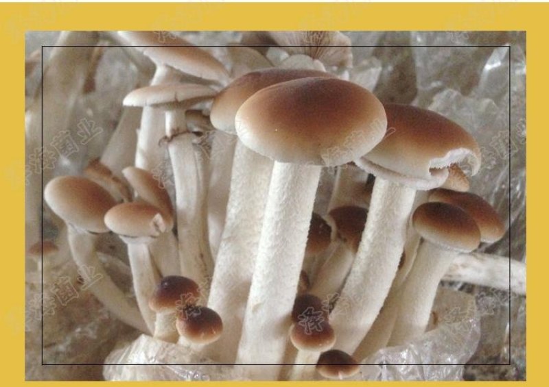 茶树菇菌包菌棒出菇棒