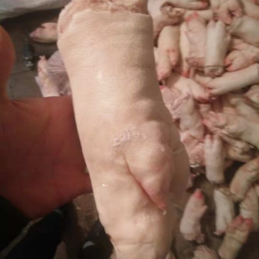 母猪前后混合猪蹄