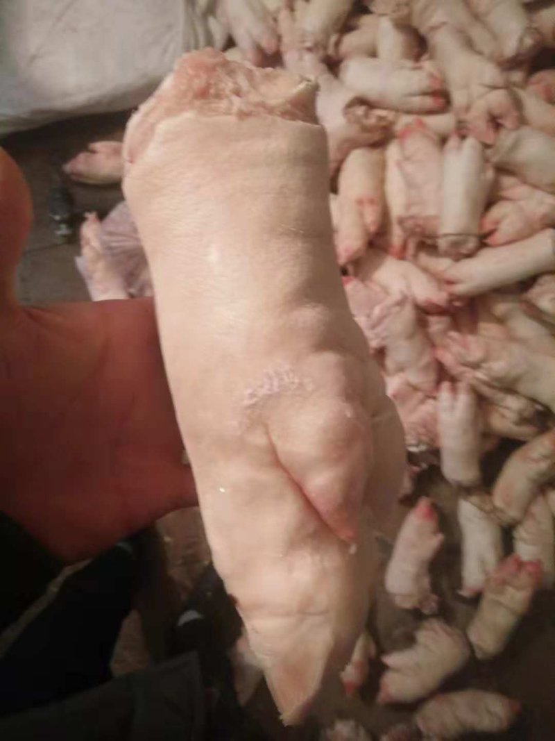 母猪前后混合猪蹄