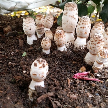 鸡腿菇菌包菌棒出菇棒
