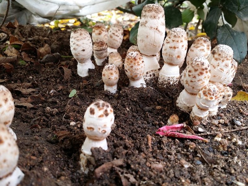 鸡腿菇菌包菌棒出菇棒