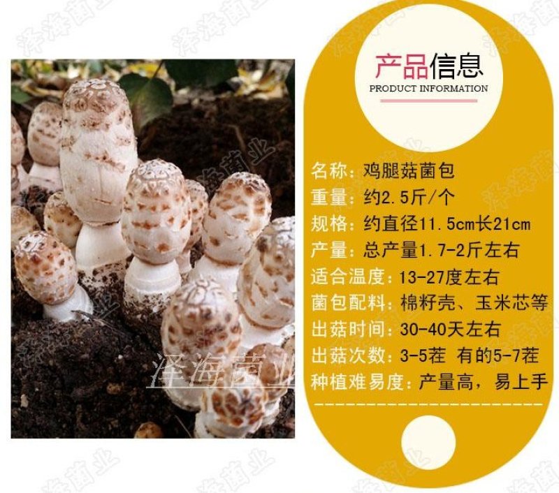 鸡腿菇菌包菌棒出菇棒