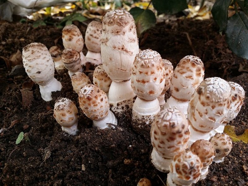 鸡腿菇菌包菌棒出菇棒