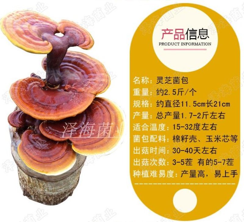 灵芝菌棒出菇棒菌包