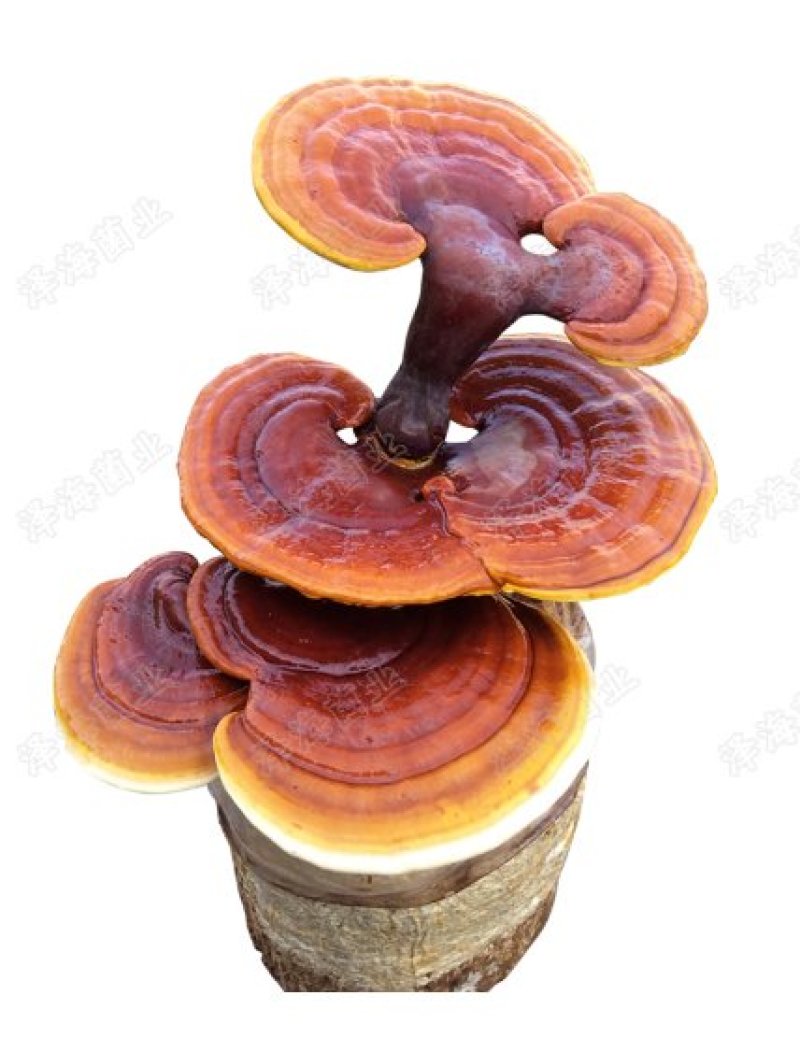 灵芝菌棒出菇棒菌包