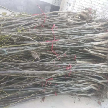 卖各种占地果树