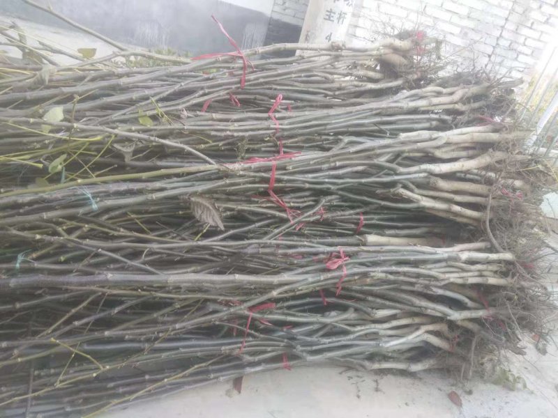 卖各种占地果树
