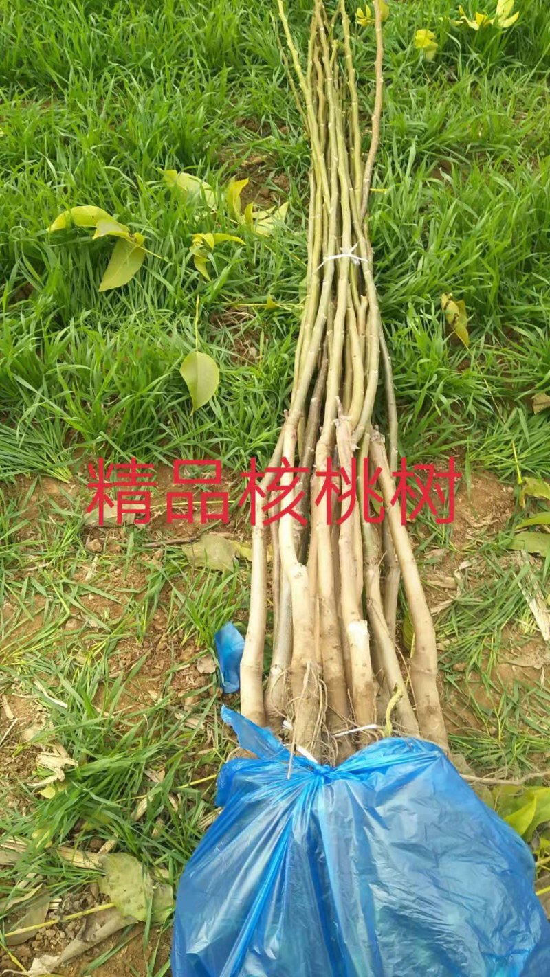卖各种占地果树