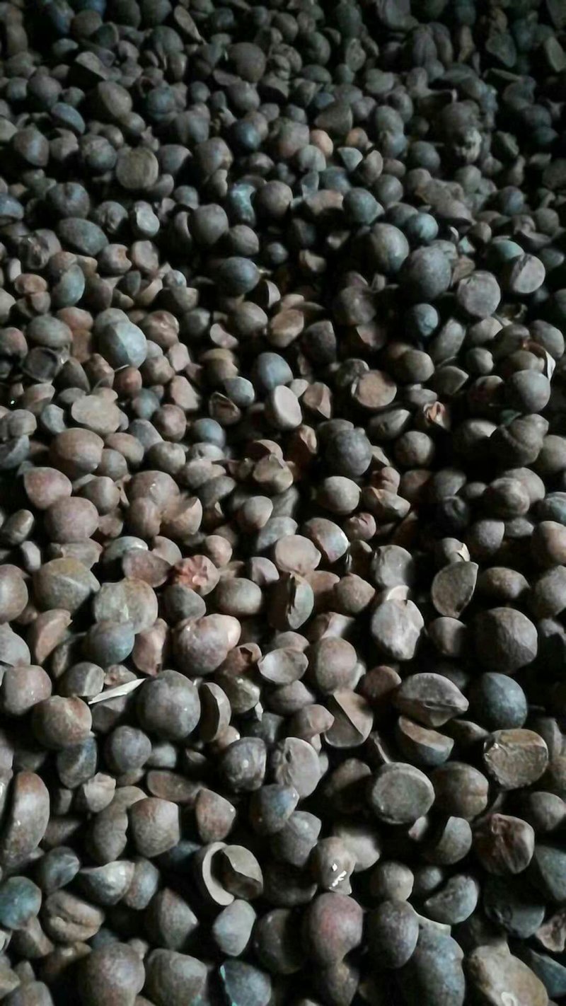 野生山茶籽