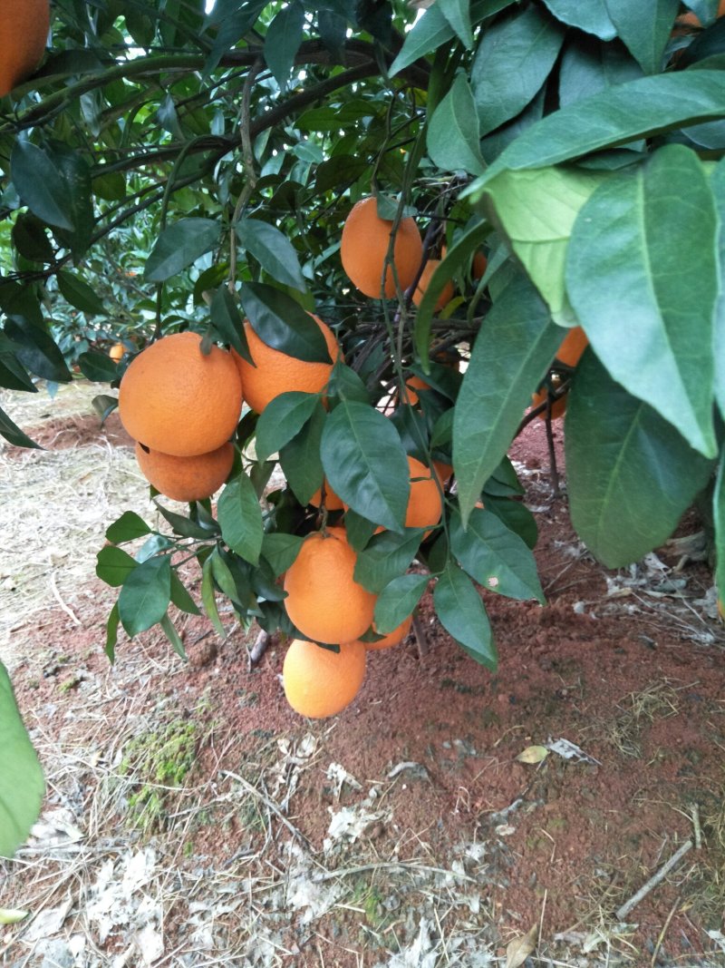 纽荷尔脐橙