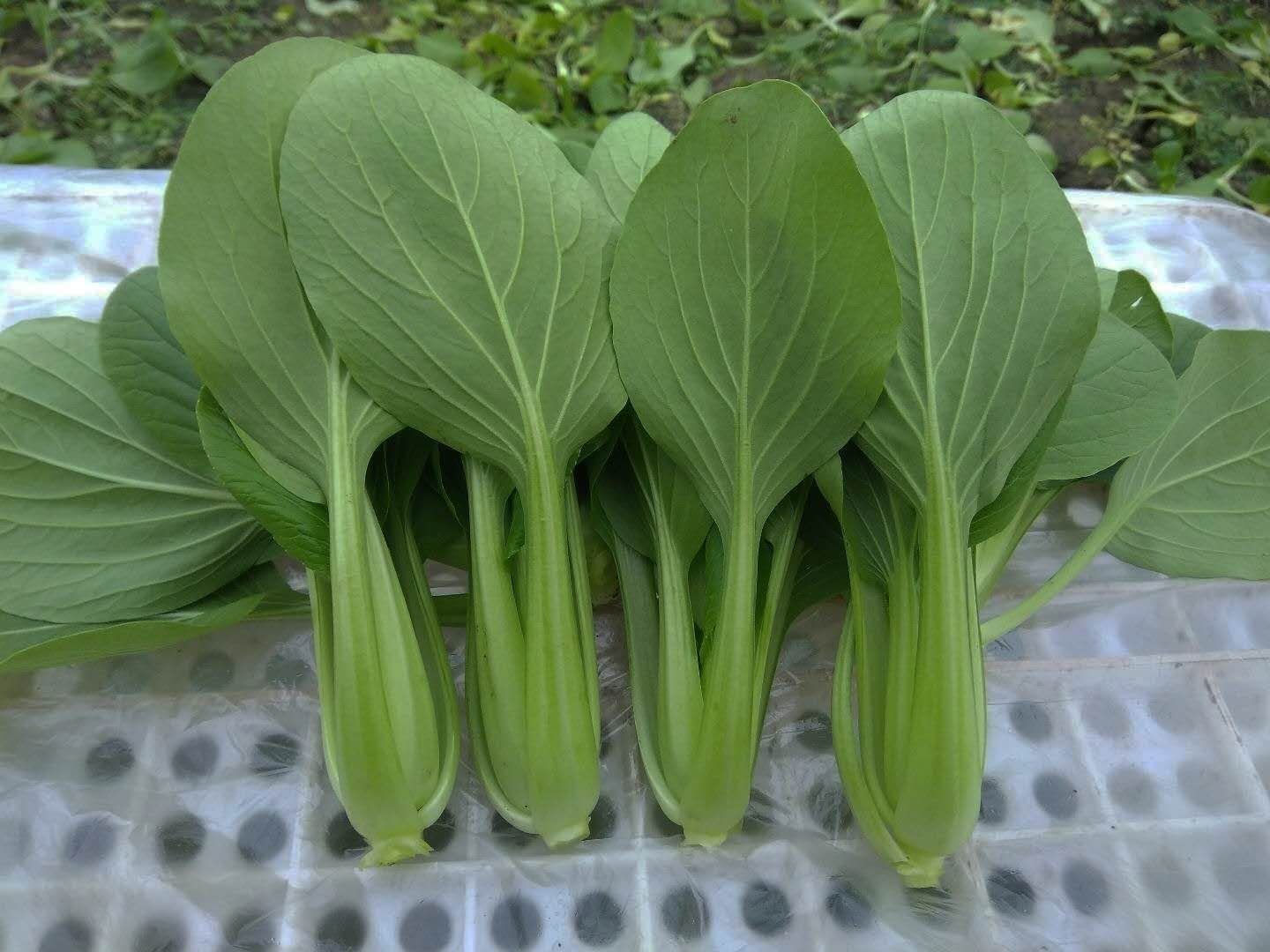 精品青梗菜 2两以上青菜精品大量上市,质量好,口感甜美