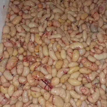 鸡卵，鸡腰