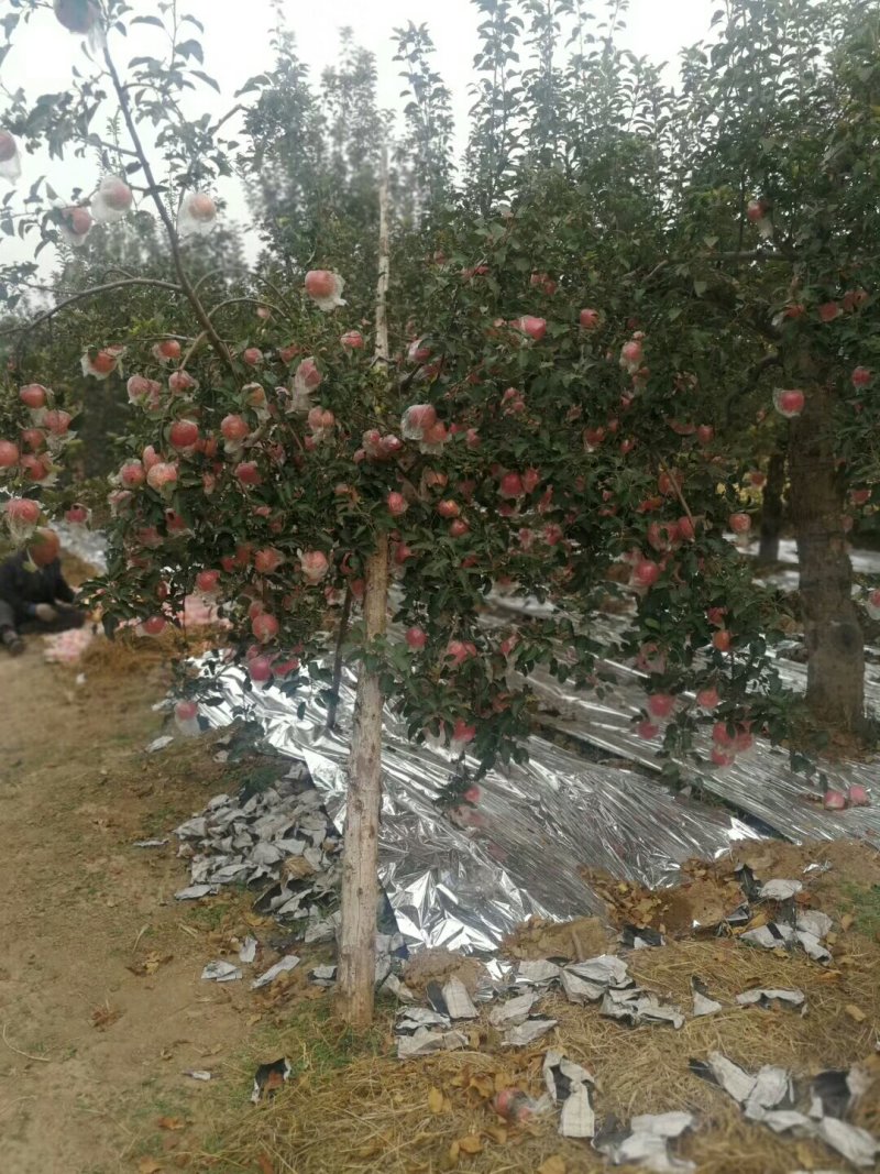 山西纸加膜富士冰糖心苹果80起