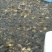 黄金鲫