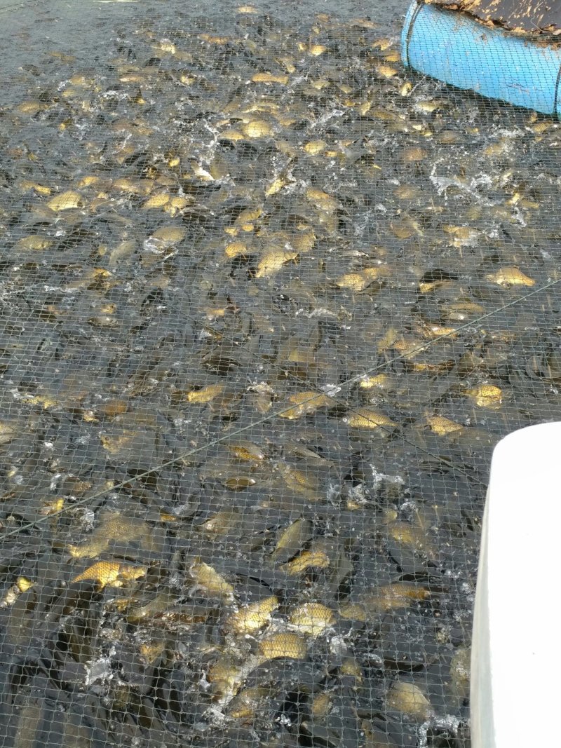 黄金鲫