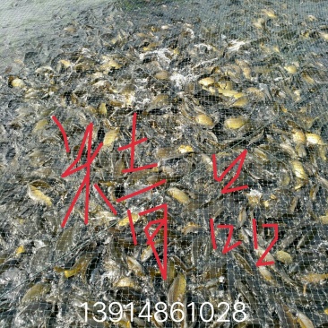 黄金鲫