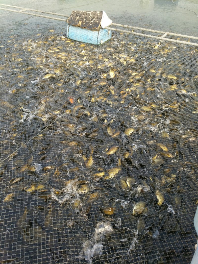 黄金鲫