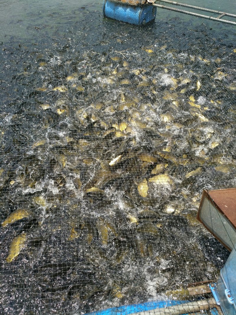 黄金鲫
