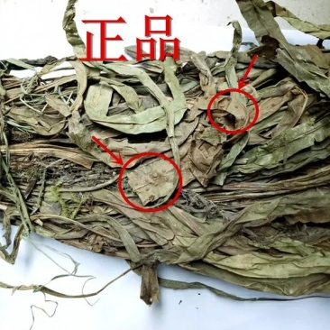 七星剑骨牌草无硫净货保正品批发零售冷背中药一公斤包邮