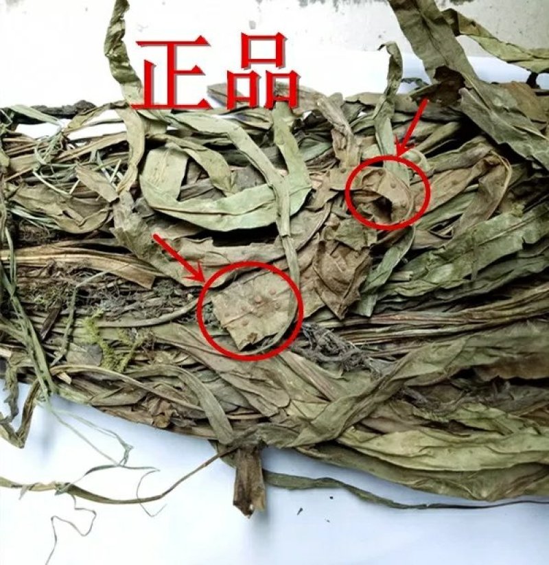 七星剑骨牌草无硫净货保正品批发零售冷背中药一公斤包邮