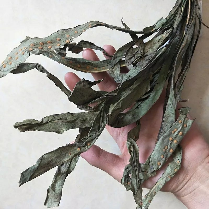 七星剑骨牌草无硫净货保正品批发零售冷背中药一公斤包邮