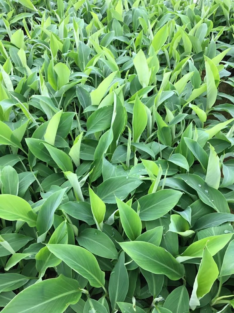广西农科院直销脱毒香蕉苗西贡蕉苗皇帝蕉苗红香蕉苗
