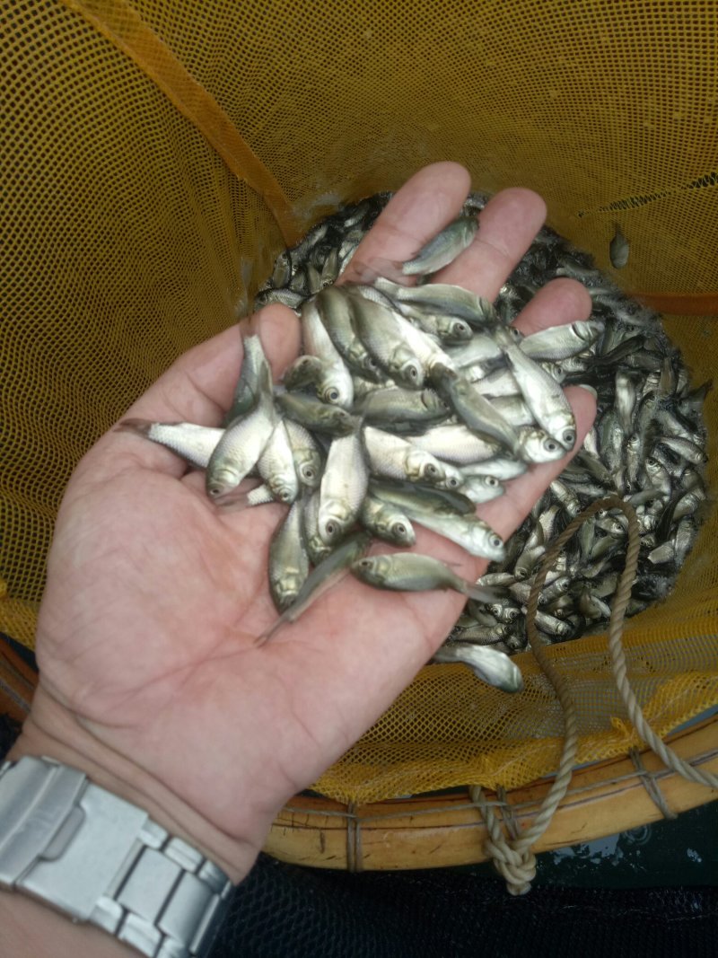 东北鲫鱼