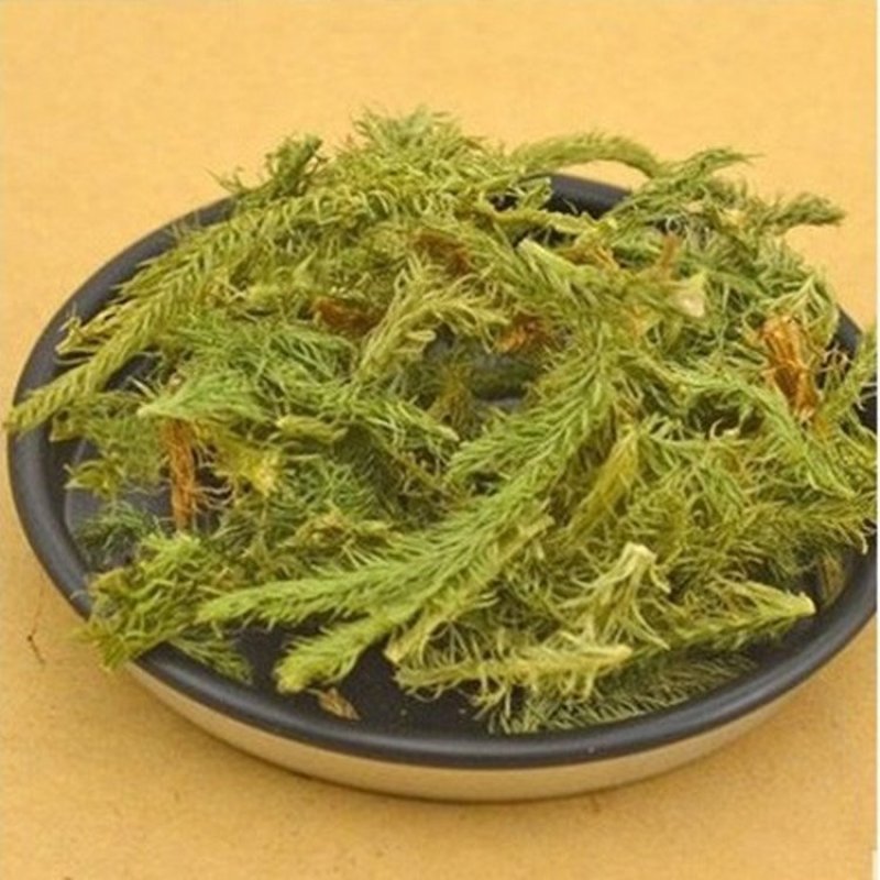 伸筋草河南批发各种规格中药材