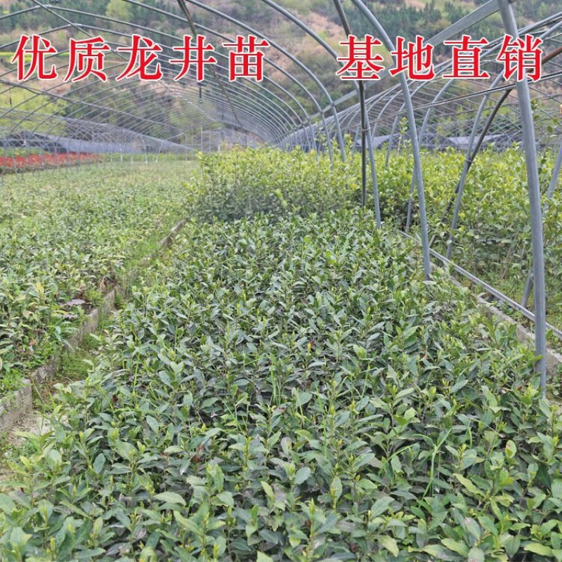 福选9号基地，一年扦插无性系良种茶苗