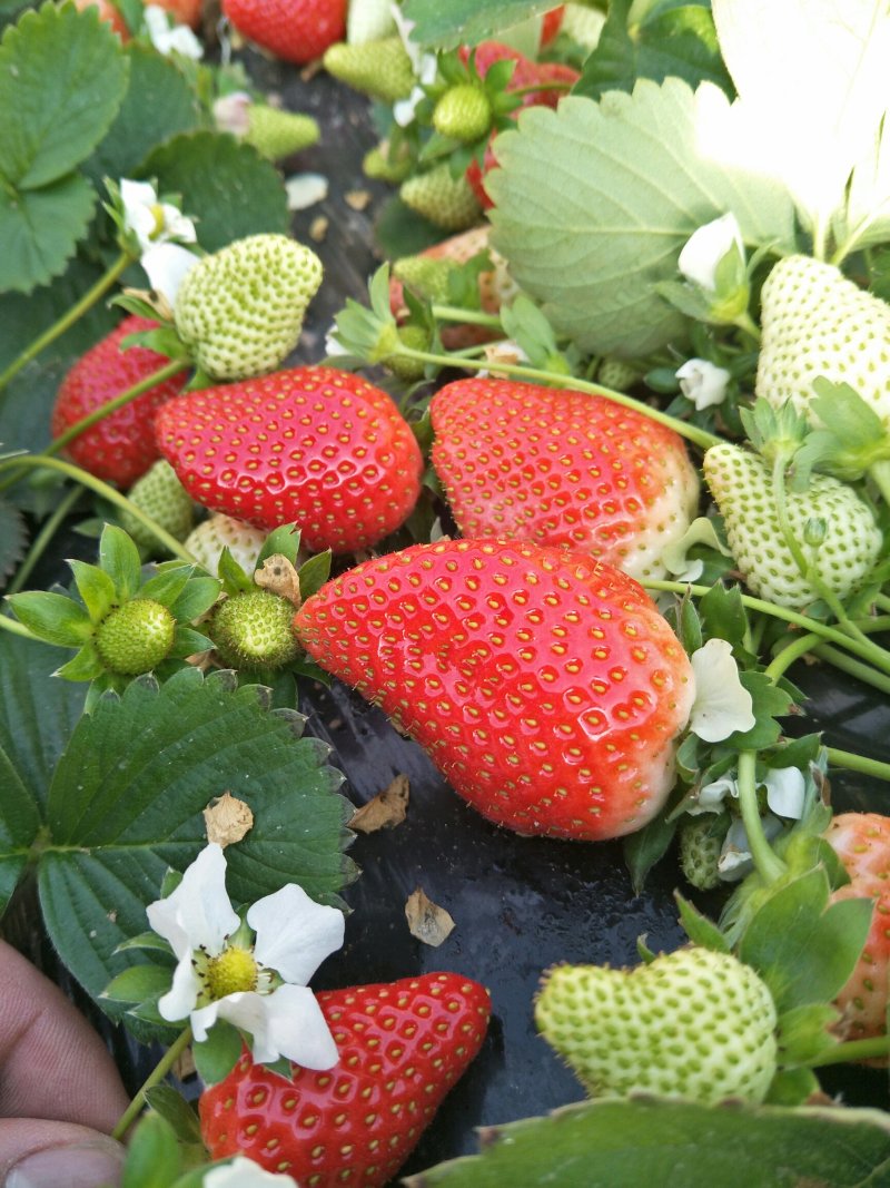 刘家峡奶油草莓大量上市欢迎采购