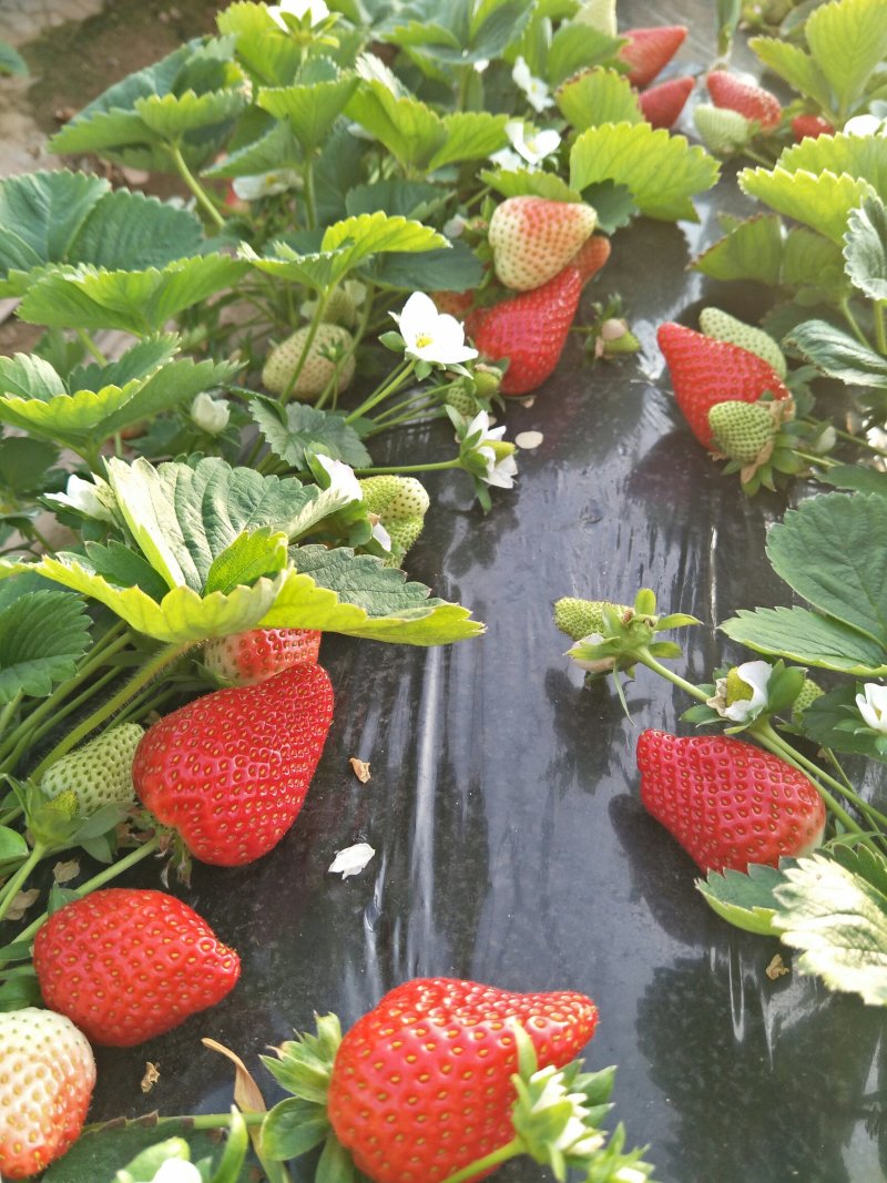 刘家峡奶油草莓大量上市欢迎采购