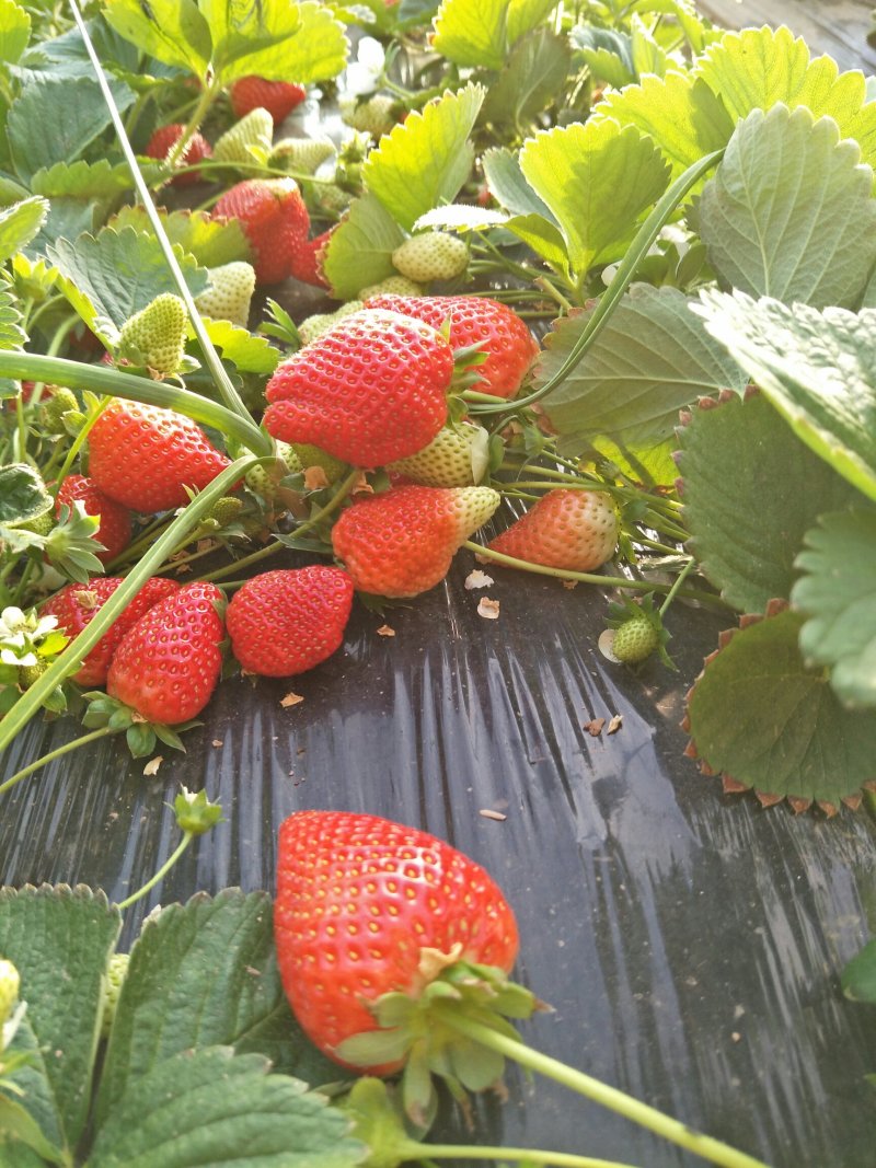 刘家峡奶油草莓大量上市欢迎采购